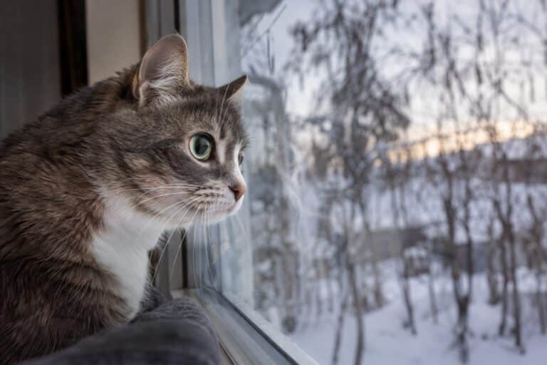 Un chat domestique (Felis catus) assis sur un rebord de fenêtre intérieur, le museau collé contre la vitre, observant intensément l'extérieur avec les pupilles dilatées, pendant une journée d'hiver grise