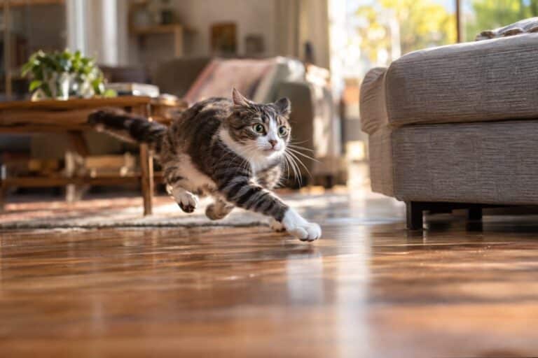 Chat domestique en pleine course effrénée à travers un salon, dérapant sur le sol