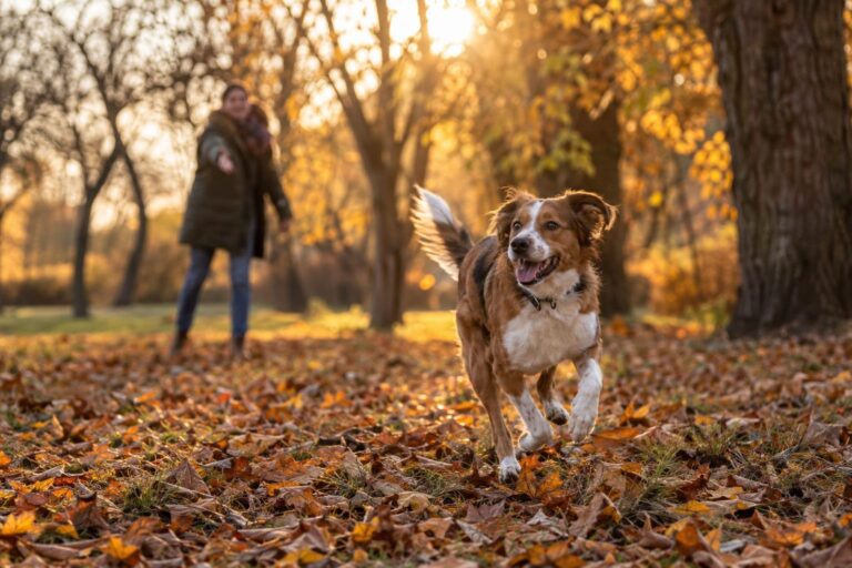 Un chien en liberté dans un parc automnal, ignorant l'appel de son propriétaire en arrière-plan