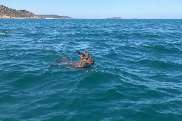Un wallaby (petit kangourou) nageant à la surface de l'océan, repéré par des pêcheurs au large des côtes du Queensland en Australie