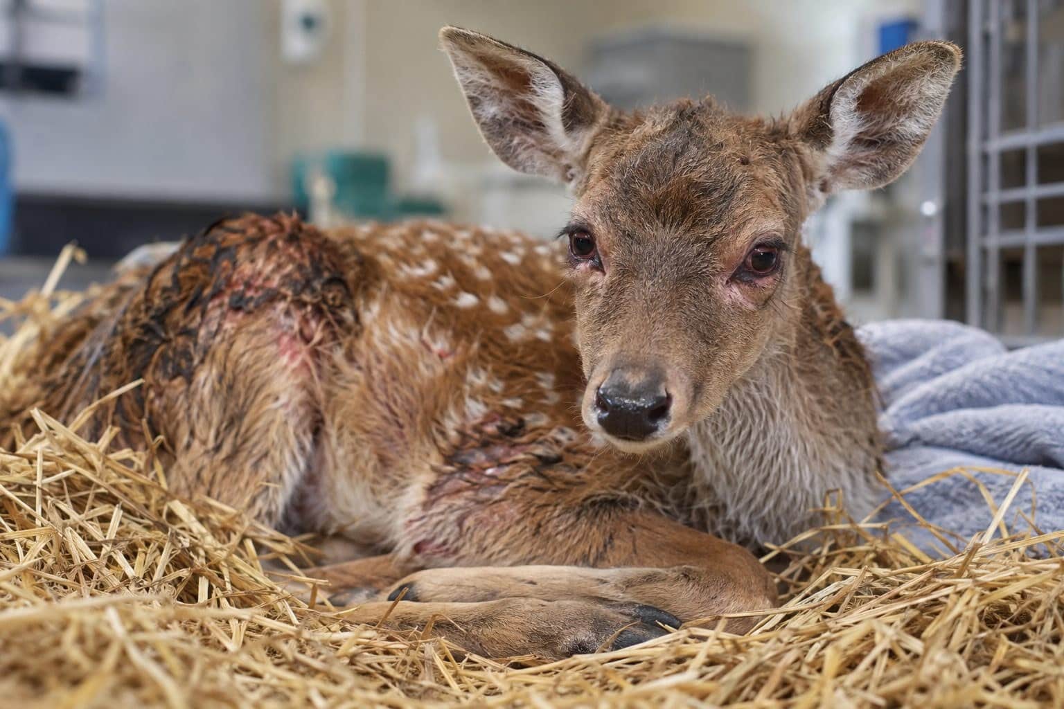 Un faon (Cervus elaphus) affecté par les incendies, soigné pour ses troubles respiratoires