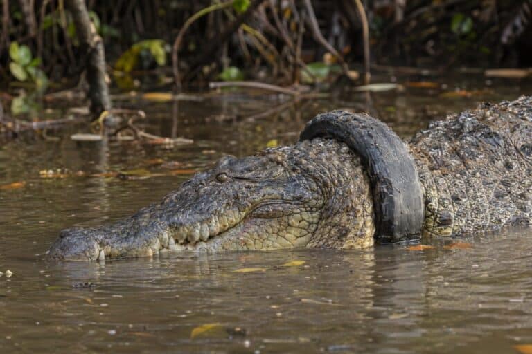 Un crocodile d'eau salée en Indonésie avec un pneu noir coincé autour de son cou, dans les eaux marécageuses de Bornéo