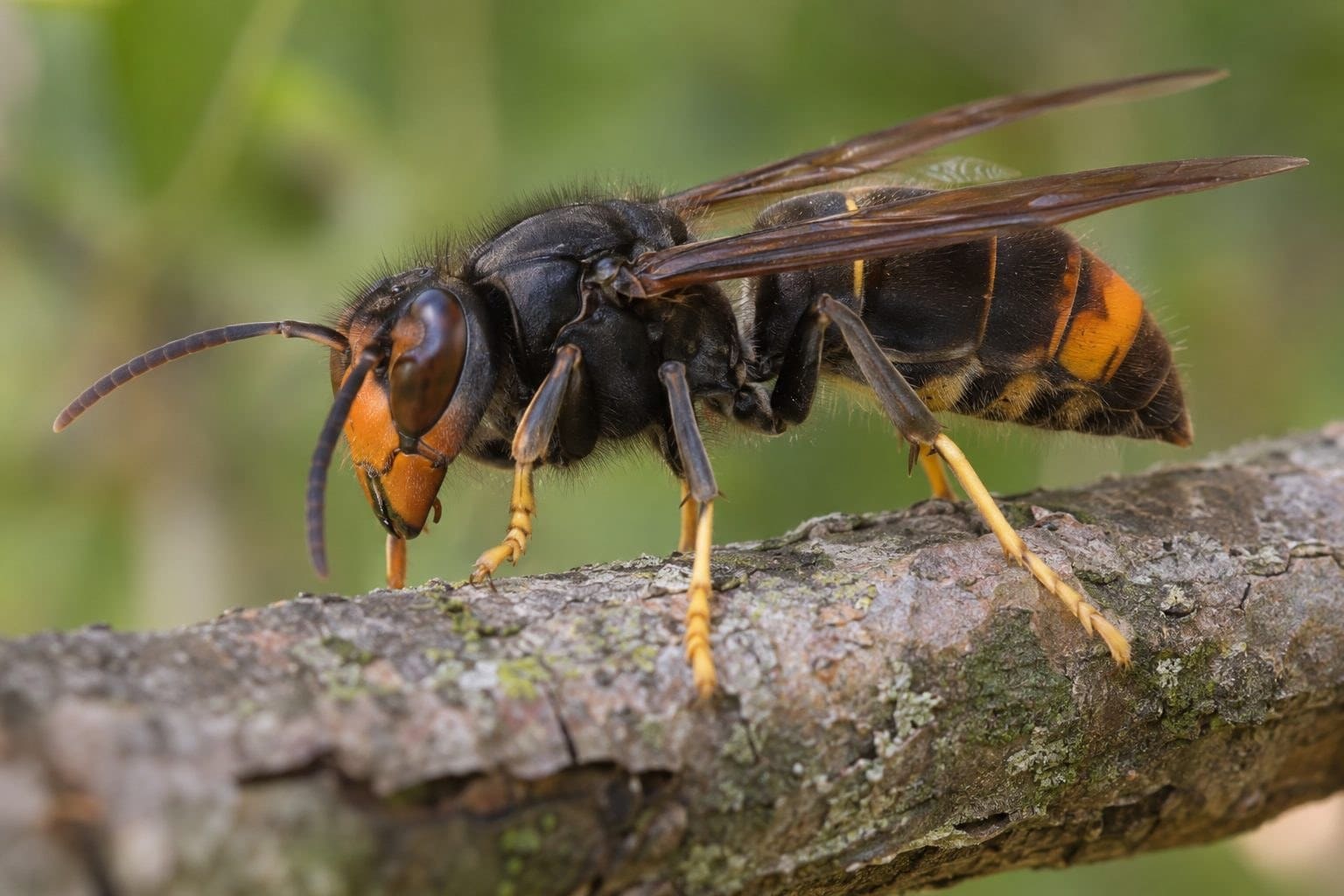 Frelon asiatique à thorax noir en gros plan montrant ses caractéristiques distinctives