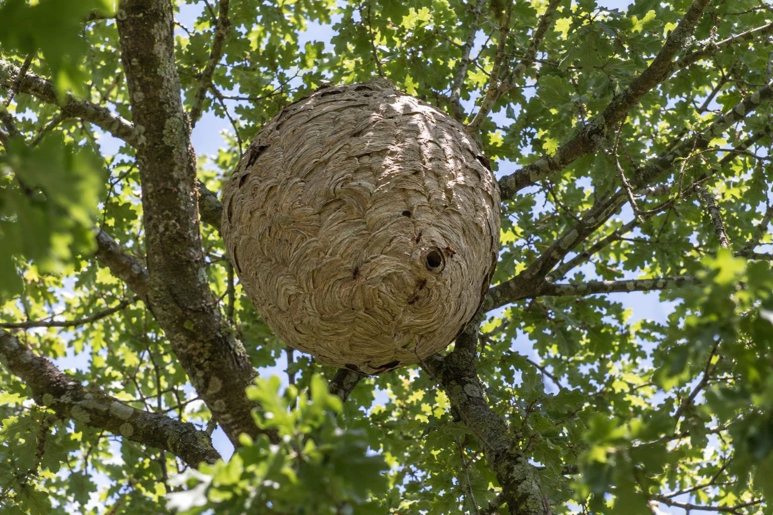 Nid de frelons asiatiques construit en hauteur dans un arbre