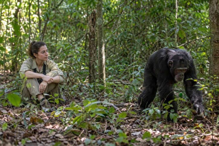 Jane Goodall observant et interagissant avec un chimpanzé commun (Pan troglodytes) en milieu naturel