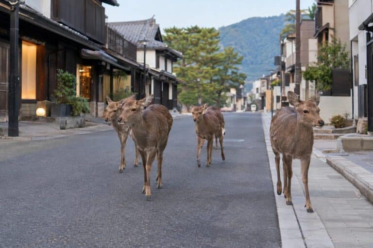 Groupe de cerfs sika dans les rues de Nara, Japon, en absence de touristes