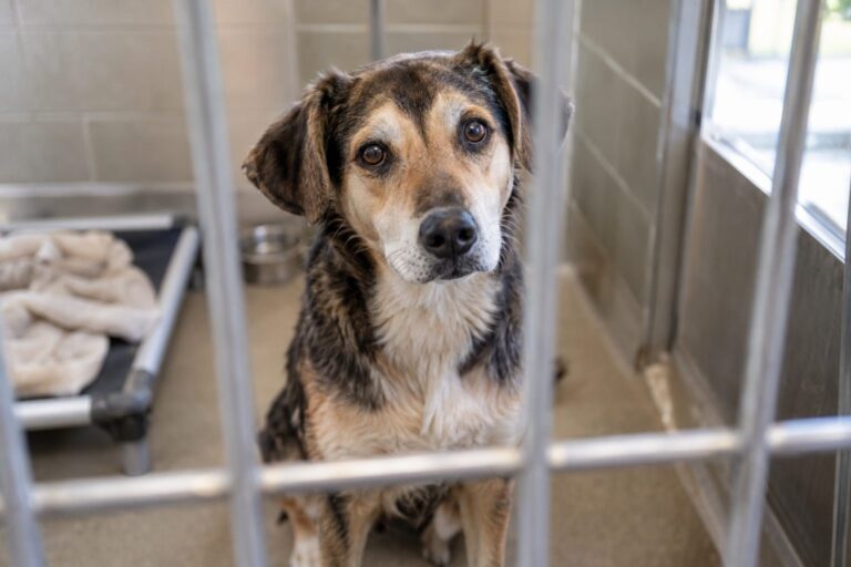 Un chien croisé de refuge regardant avec douceur à travers les barreaux de sa cage, en attente d'adoption
