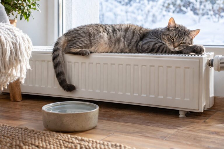 Un chat gris allongé sur un radiateur blanc en hiver, à côté d'une gamelle d'eau pleine qu'il ignore