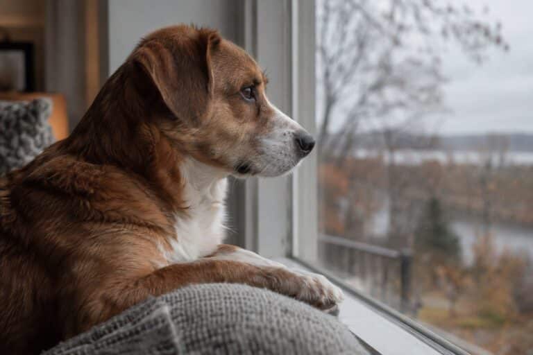 Un chien triste regardant par la fenêtre, symbolisant la séparation et la mélancolie hivernale
