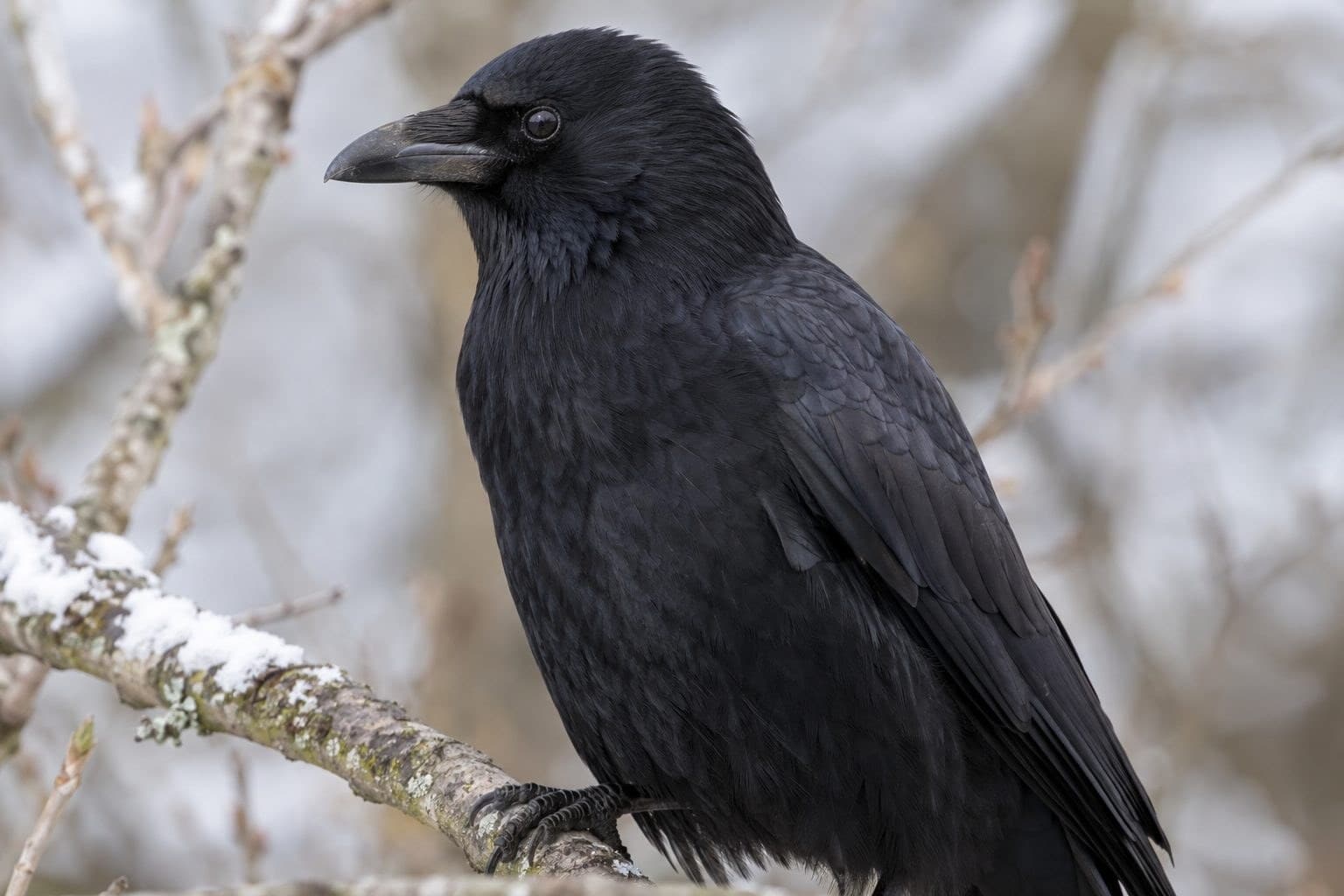 Une corneille noire (Corvus corone) en gros plan montrant ses traits distinctifs