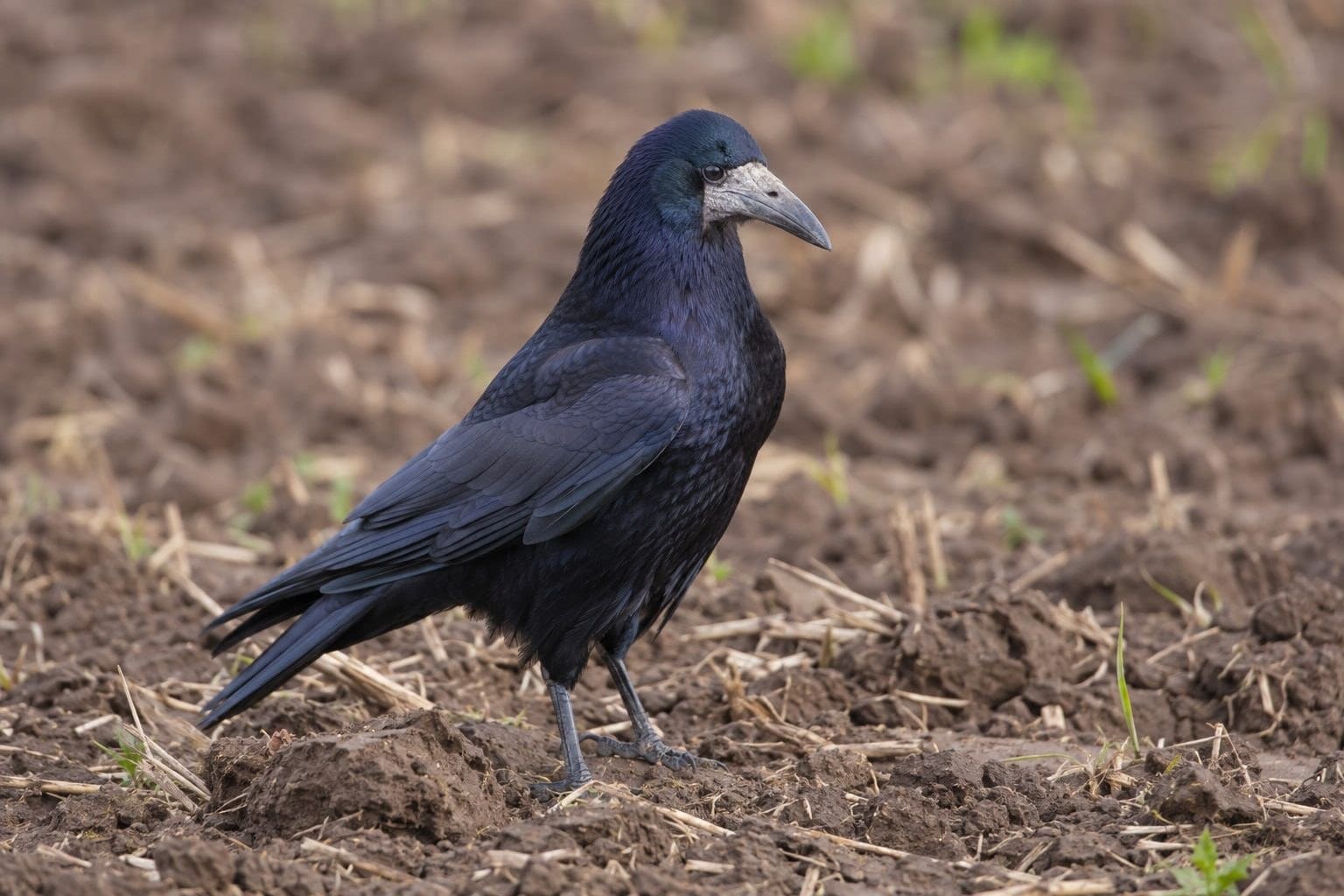 Un corbeau freux (Corvus frugilegus) posé, montrant son bec pointu et clair et son crâne bombé