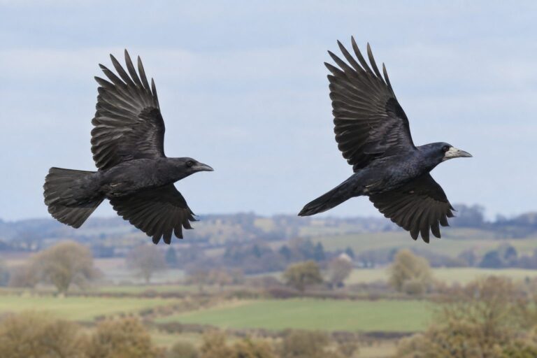 Une corneille et un corbeau freux côte à côte en vol ou perchés, montrant la différence de silhouette et de queue