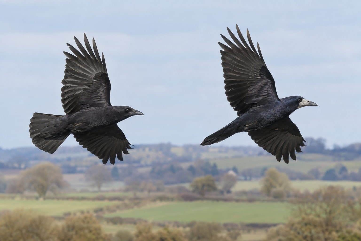 « Je ne sais jamais les reconnaître  » : quelle est la différence entre un corbeau et une corneille ?