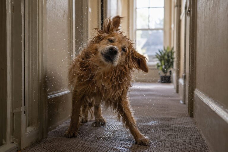 Un chien mouillé dans un couloir d'immeuble moderne, avec des gouttes d'eau et une odeur palpable