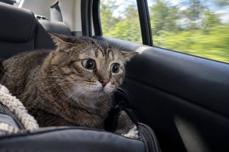 Un chat stressé dans une voiture en mouvement, le regard anxieux, les oreilles en arrière