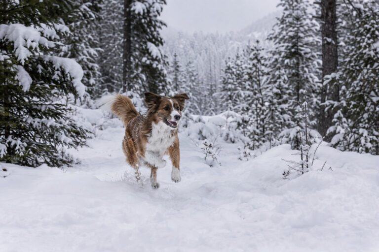 Un chien en liberté qui court joyeusement dans une forêt enneigée en hiver, vue d'ensemble capturant le mouvement et la confiance de l'animal