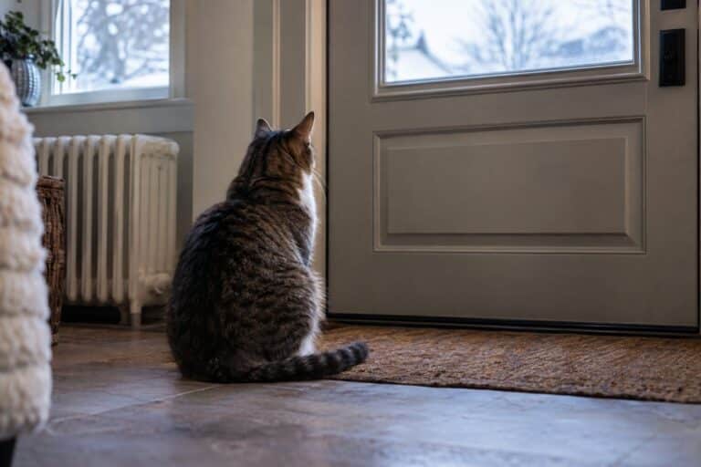 Un chat domestique seul assis devant une porte d'entrée, regardant vers la sortie avec une expression mélancolique, dans un intérieur hivernal