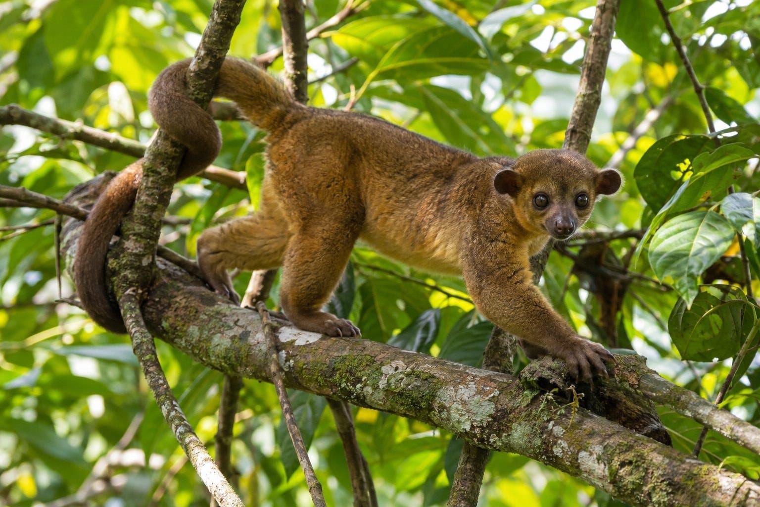 Kinkajou se déplaçant avec agilité dans les branches d'un arbre tropical