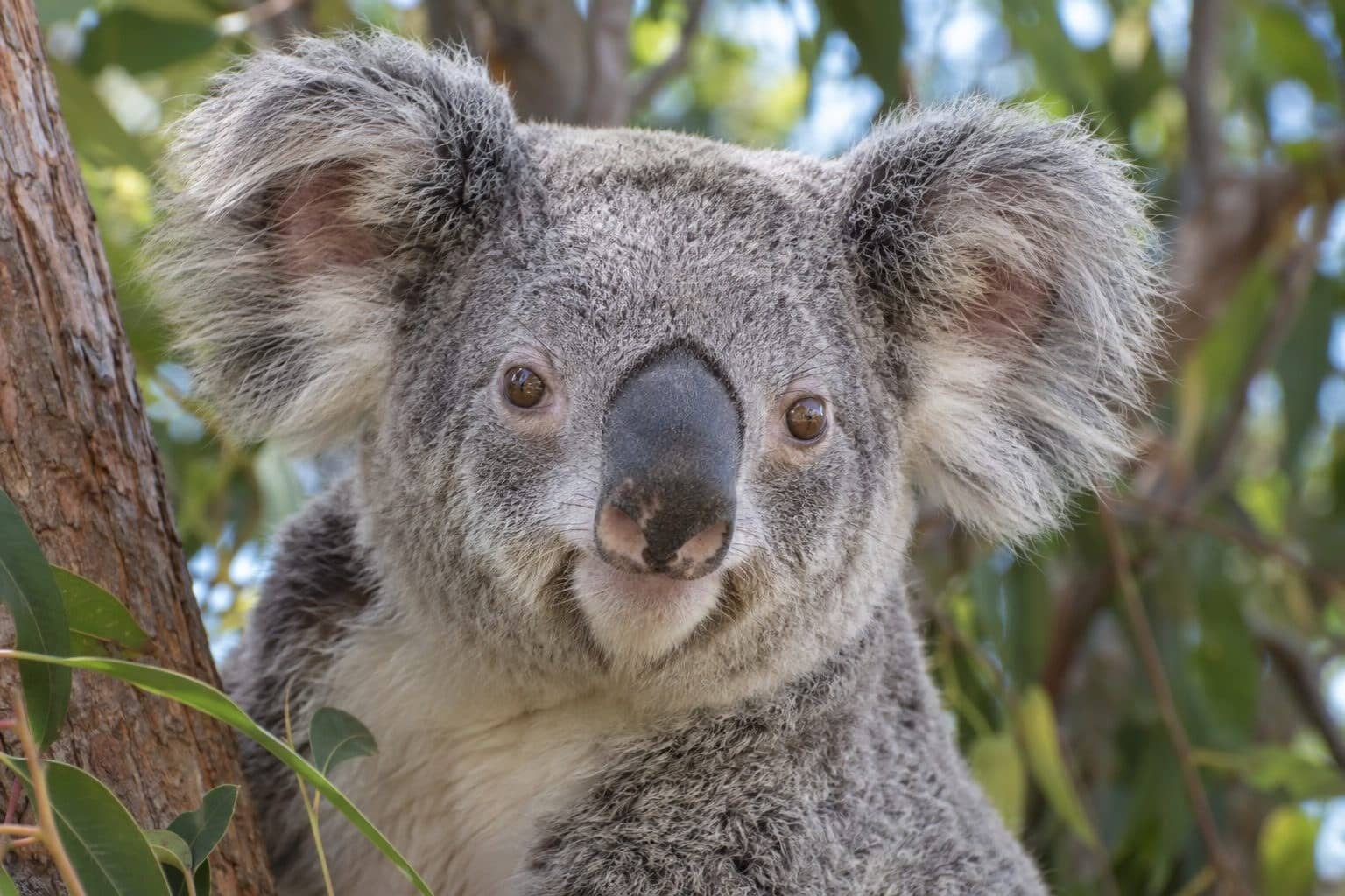 Portrait gros plan de la tête d'un koala
