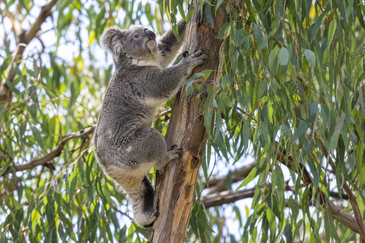 Koala grimpant dans un arbre eucalyptus densément feuillu