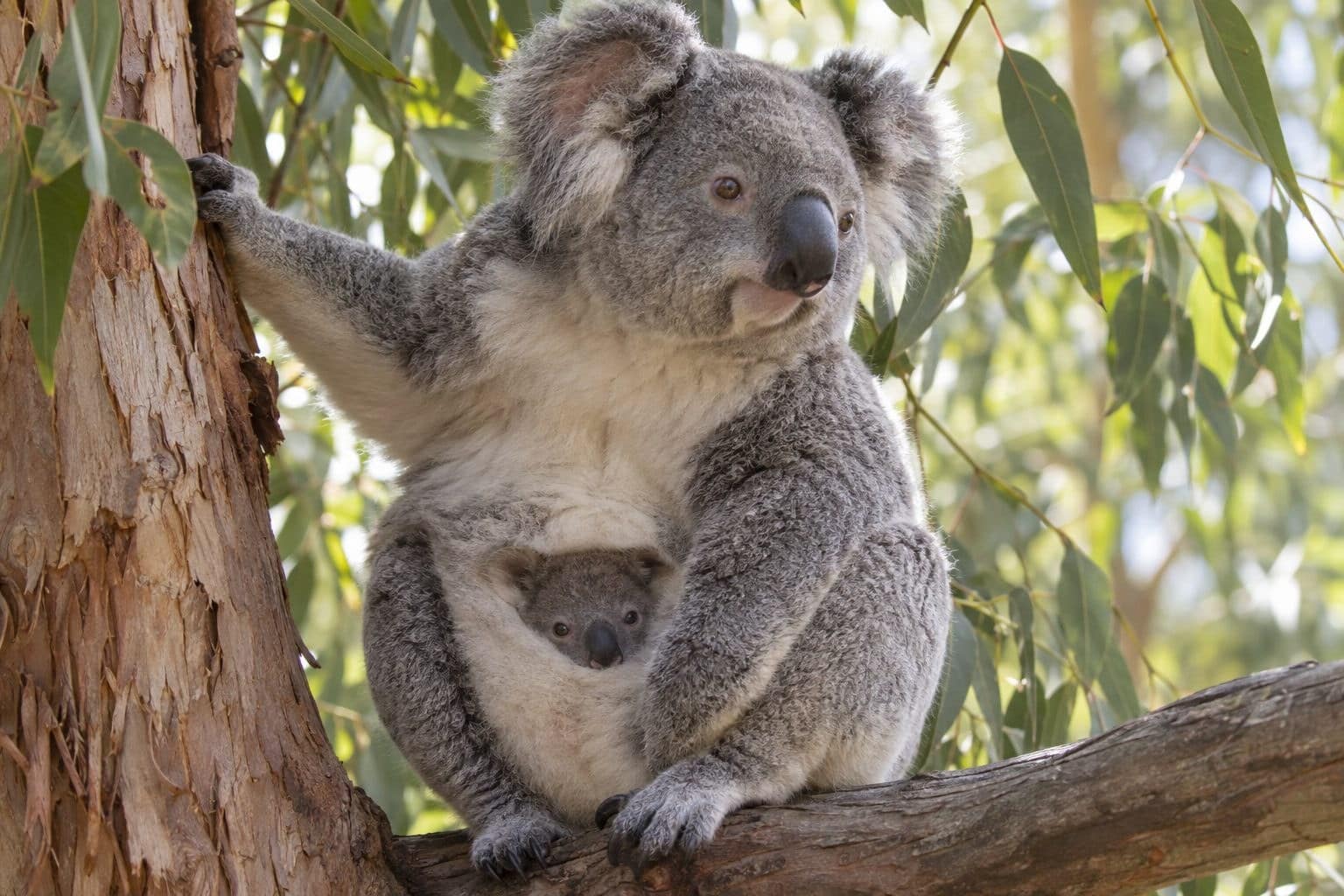 Mère koala avec son bébé dans sa poche marsupiale