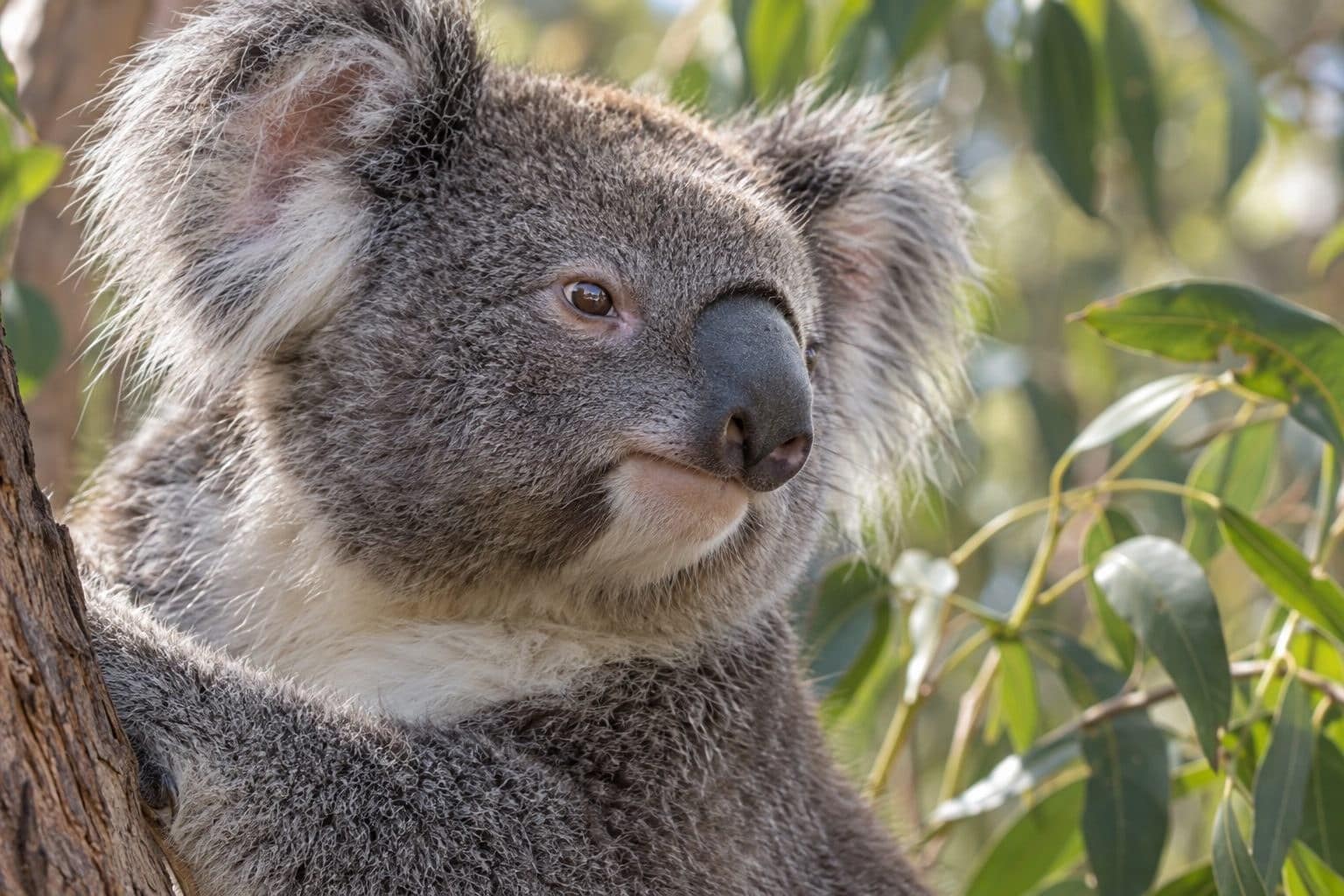 Koala dans son environnement naturel, gros plan du visage