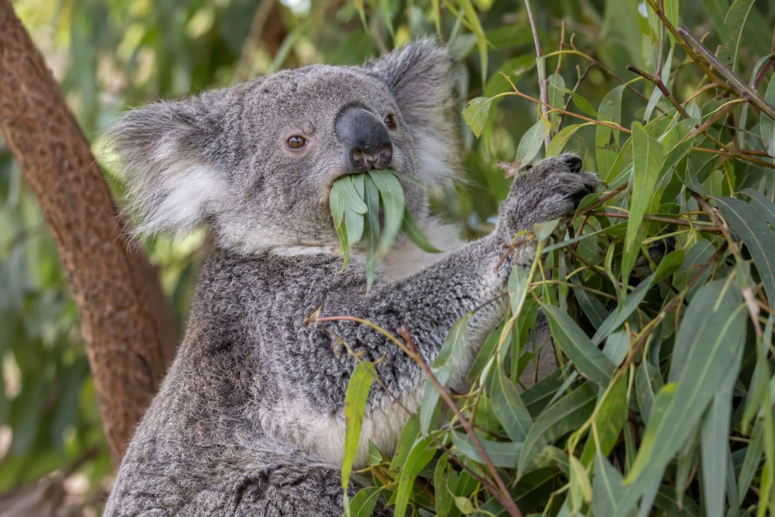 Koala se nourrissant de feuilles d'eucalyptus