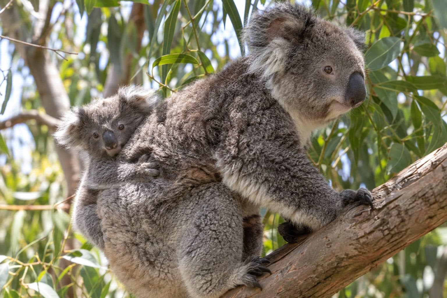 Mère koala avec son jeune joey quittant la poche