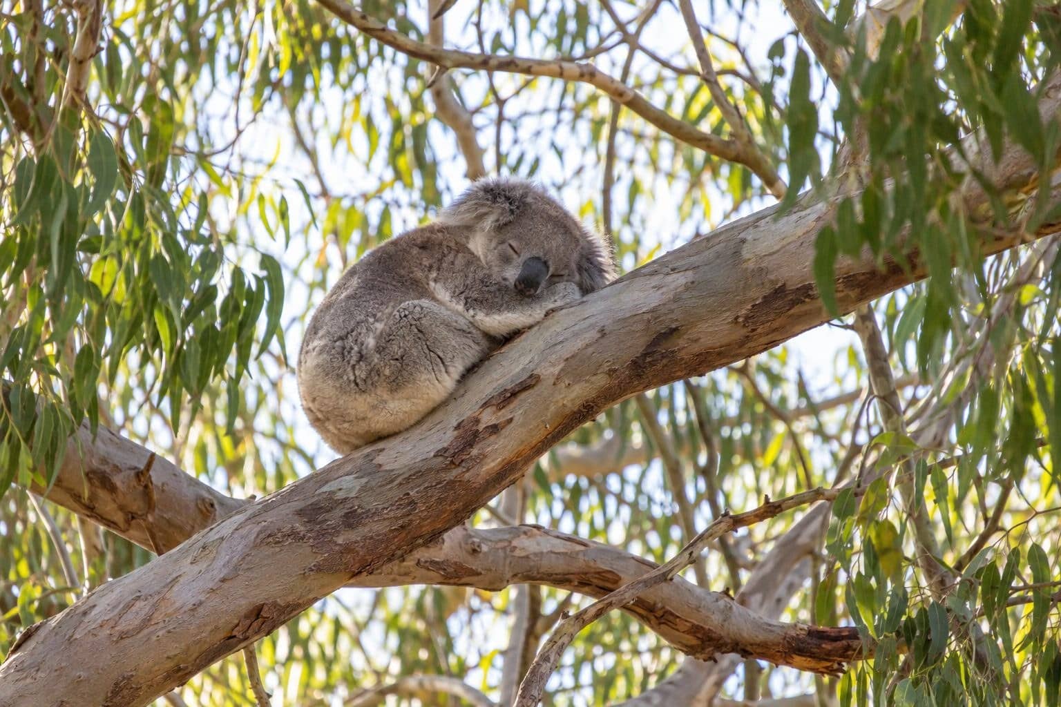 Koala endormi dans un arbre