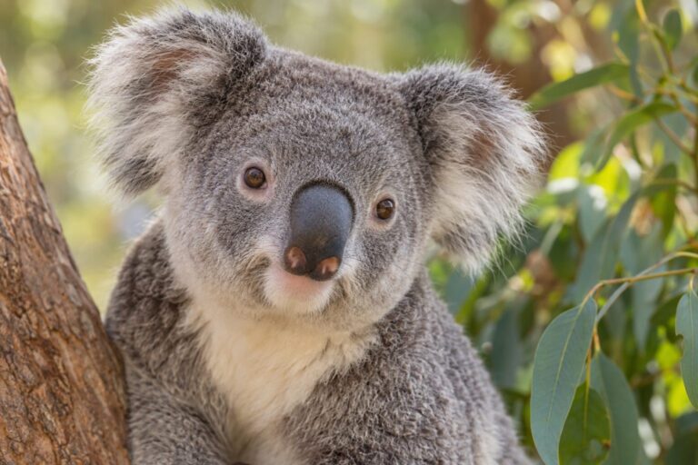 Portrait d'un koala adorable en gros plan, symbole de l'Australie