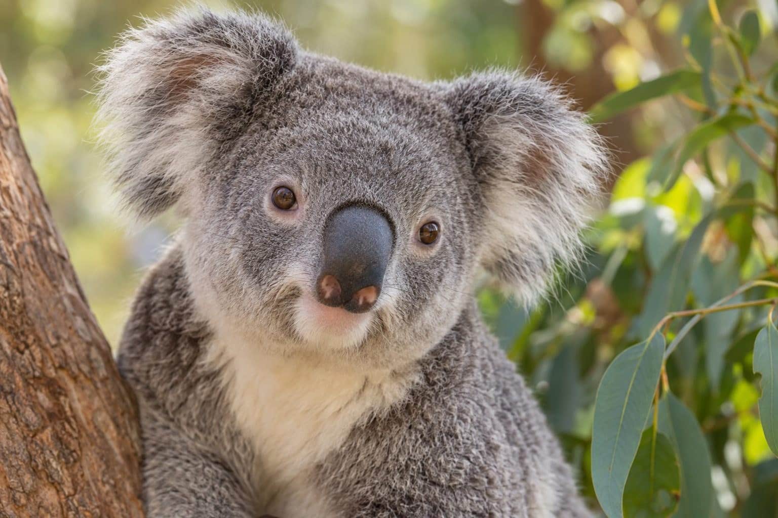 Portrait d'un koala adorable en gros plan, symbole de l'Australie