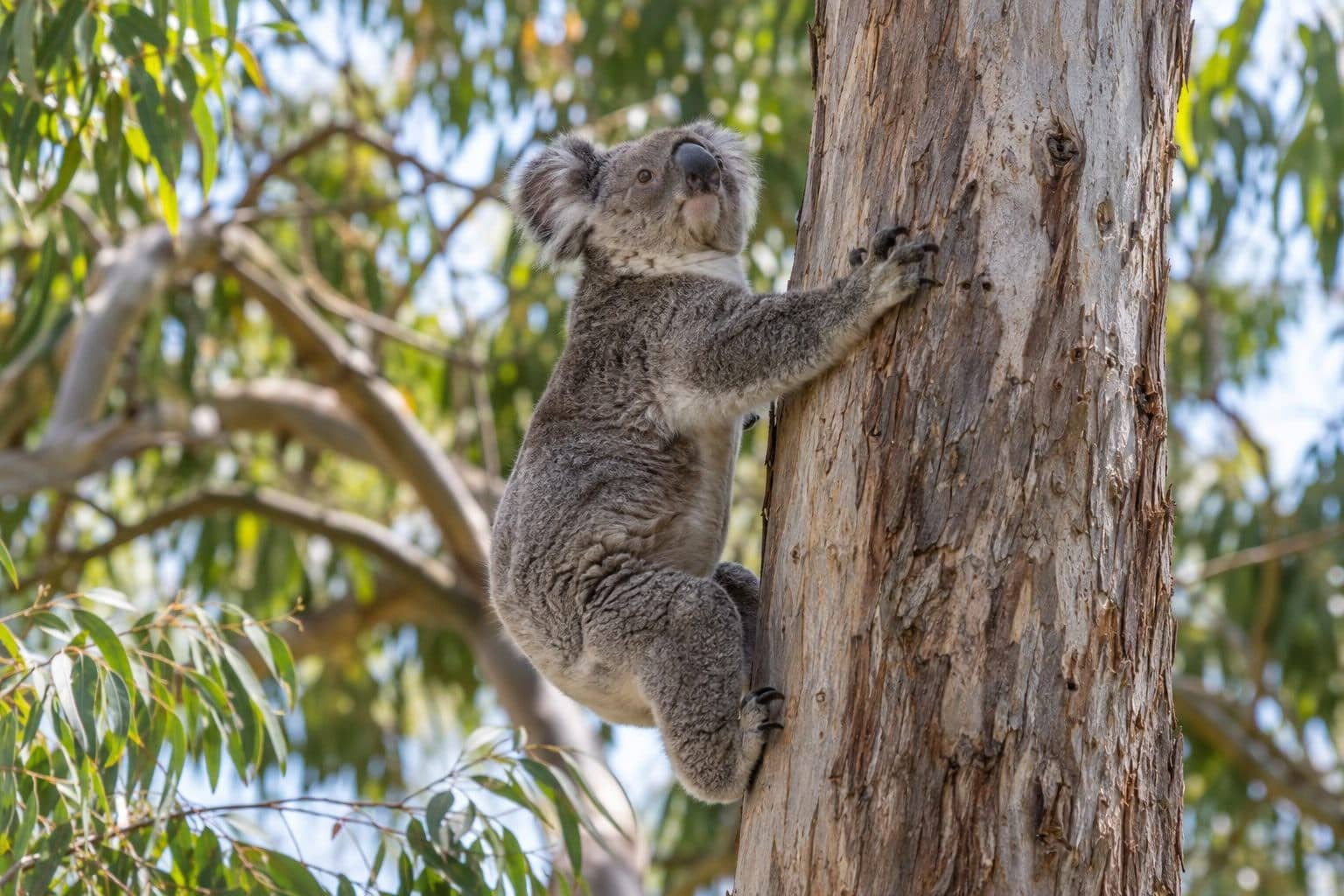 Koala grimpant dans un eucalyptus australien
