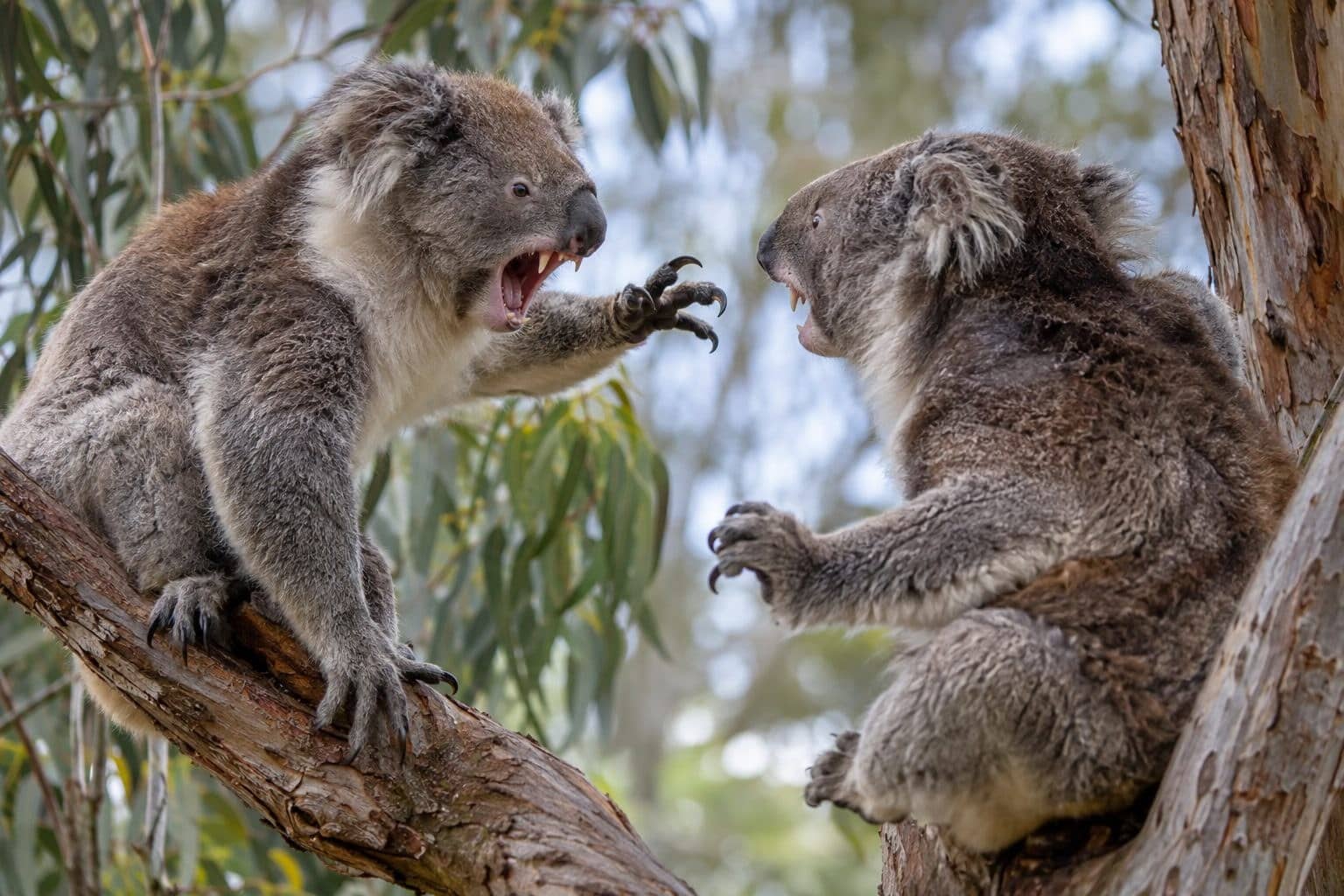 Deux koalas mâles face à face montrant leur caractère territorial