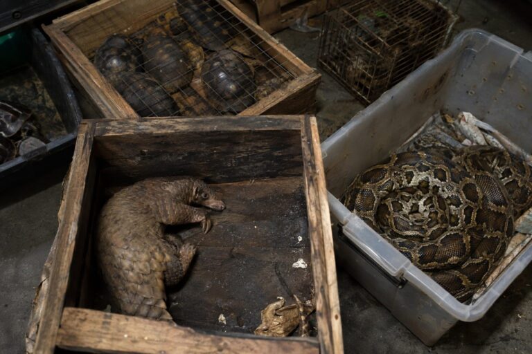Animaux sauvages en captivité dans un marché clandestin