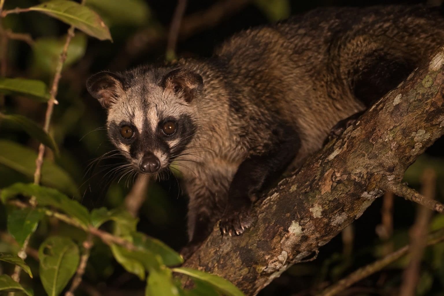 Une civette en gros plan dans son environnement naturel