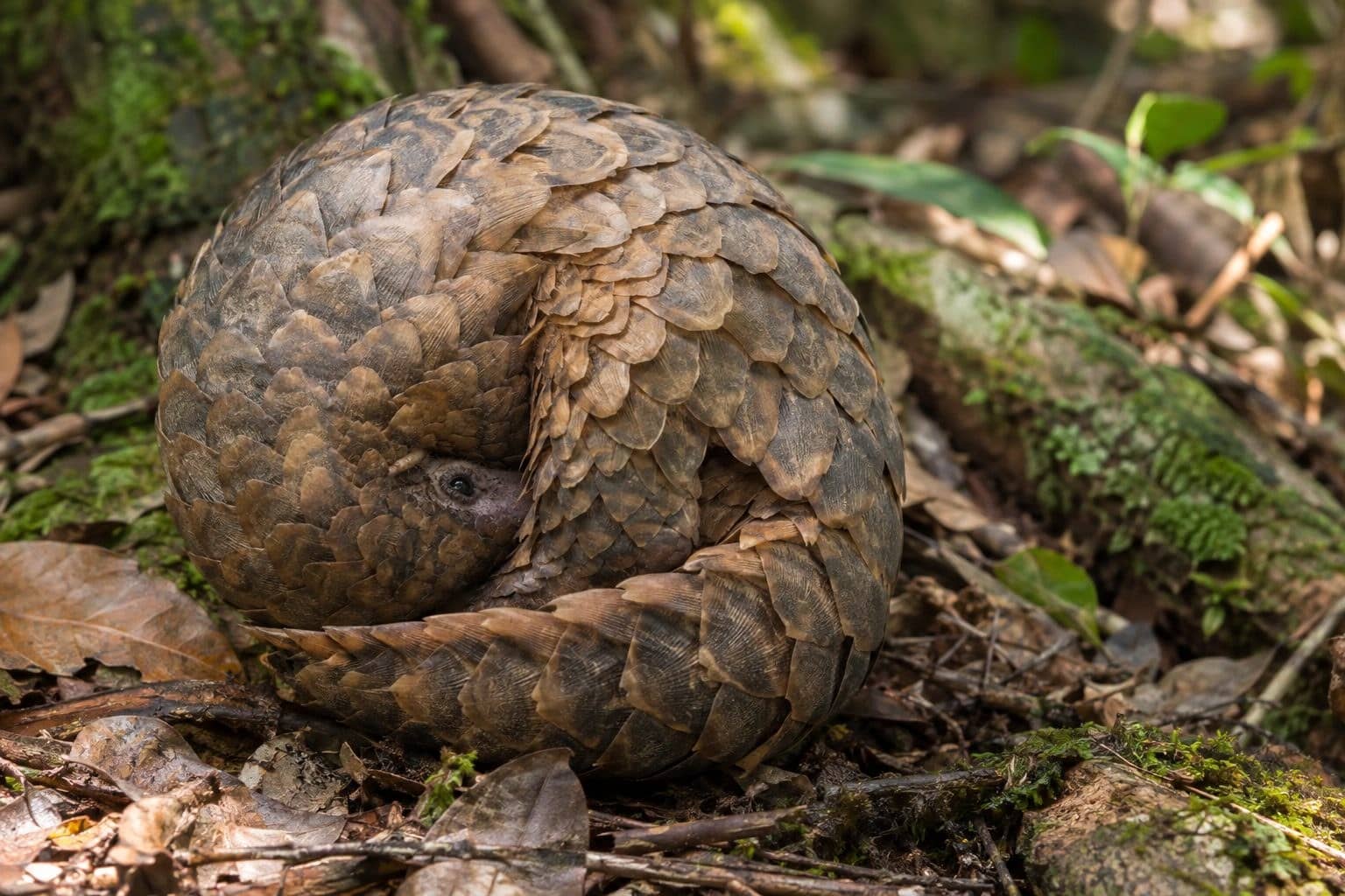 Un pangolin en position de défense dans son environnement