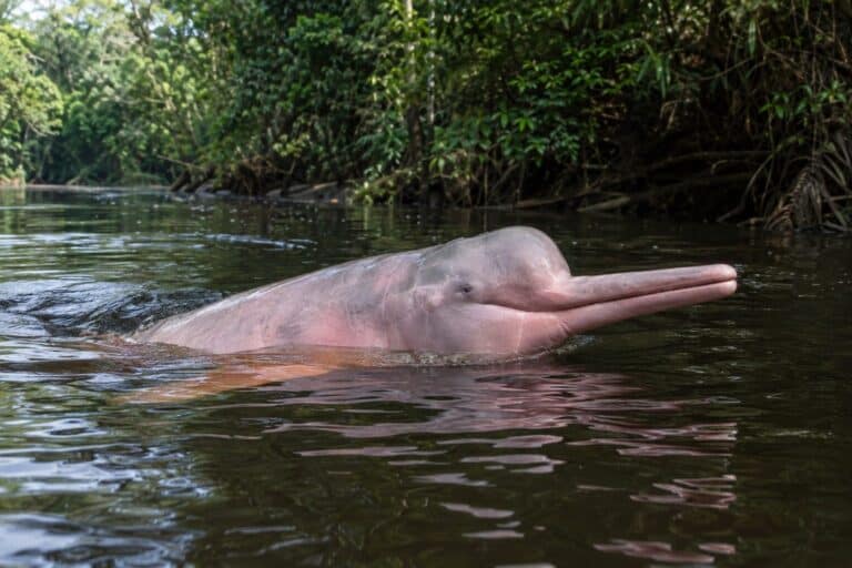 Dauphin rose d'Amazonie (boto) dans son habitat naturel