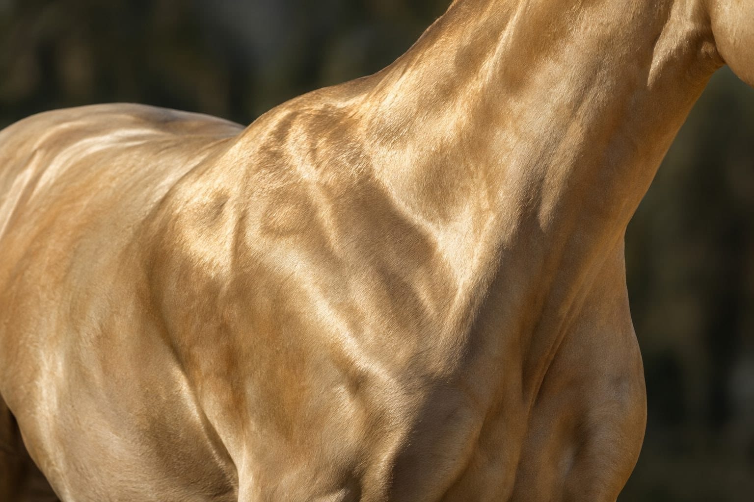 Gros plan sur la robe dorée et brillante d'un Akhal-Teke