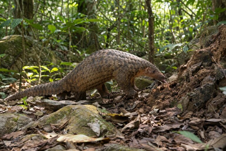 Pangolin d'Asie se nourrissant de fourmis dans son habitat naturel