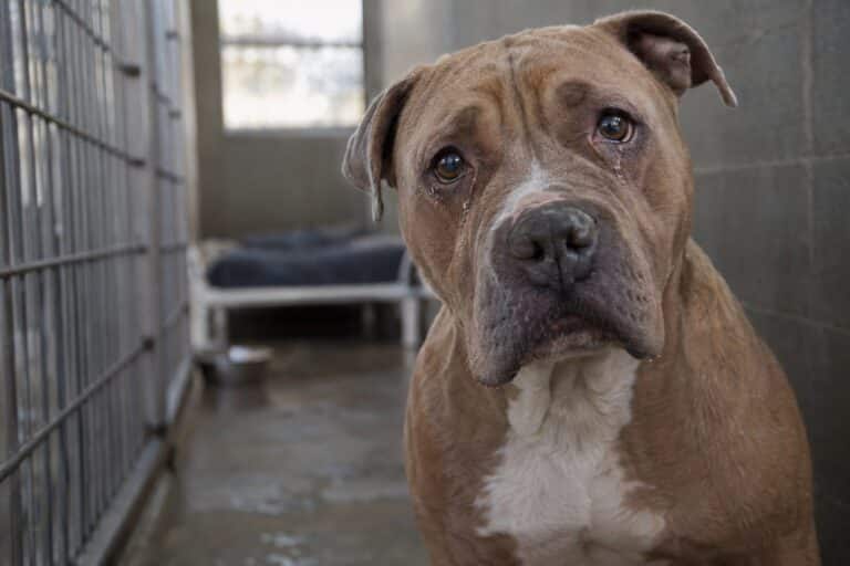 Portrait rapproché d'un pitbull triste et mélancolique dans un refuge pour animaux, les yeux humides de larmes