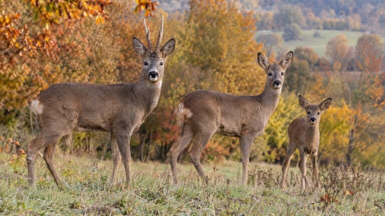Le chevreuil : nom du mâle, de la femelle et du petit
