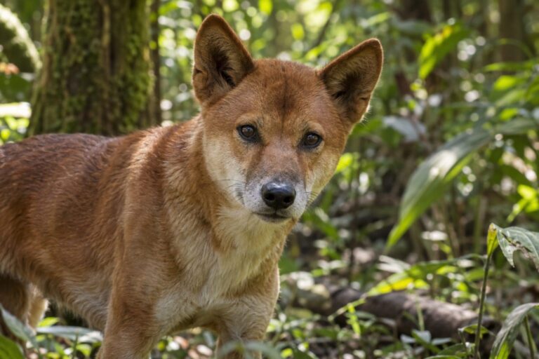 Chien chanteur de Nouvelle-Guinée en gros plan montrant ses traits distinctifs