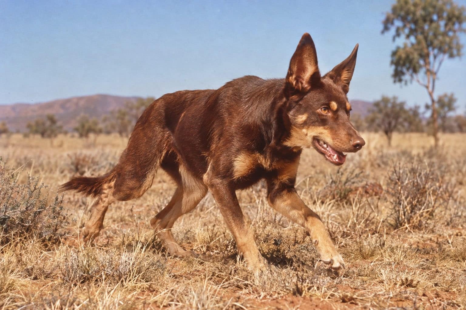 Bluey, un kelpie australien de berger, en action dans un paysage rural australien