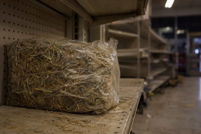 Un paquet de foin de mauvaise qualité, brunâtre et poussiéreux, sur une étagère d'animalerie en hiver