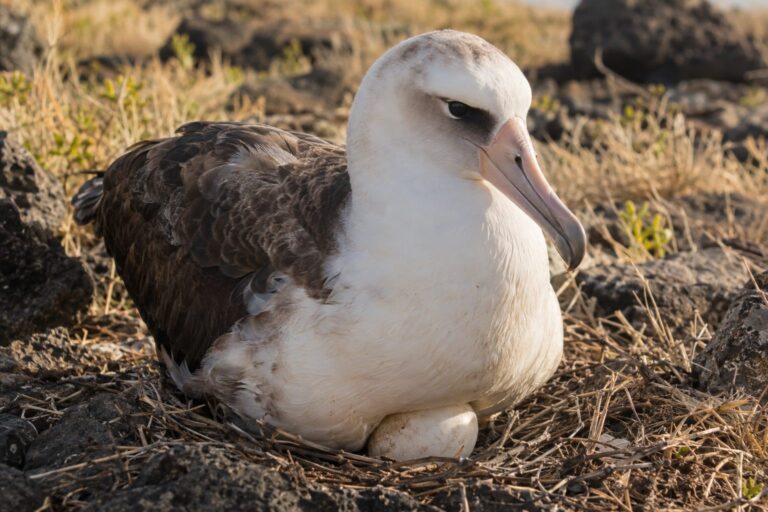 Albatros de Laysan Wisdom, femelle âgée, en train de couver son œuf sur son nid aux îles Hawaï