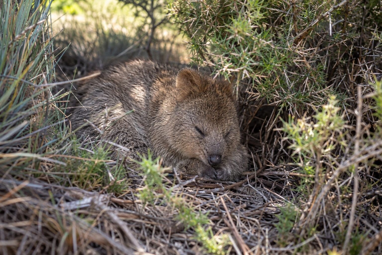 Quokka dormant caché dans sa végétation épineuse naturelle