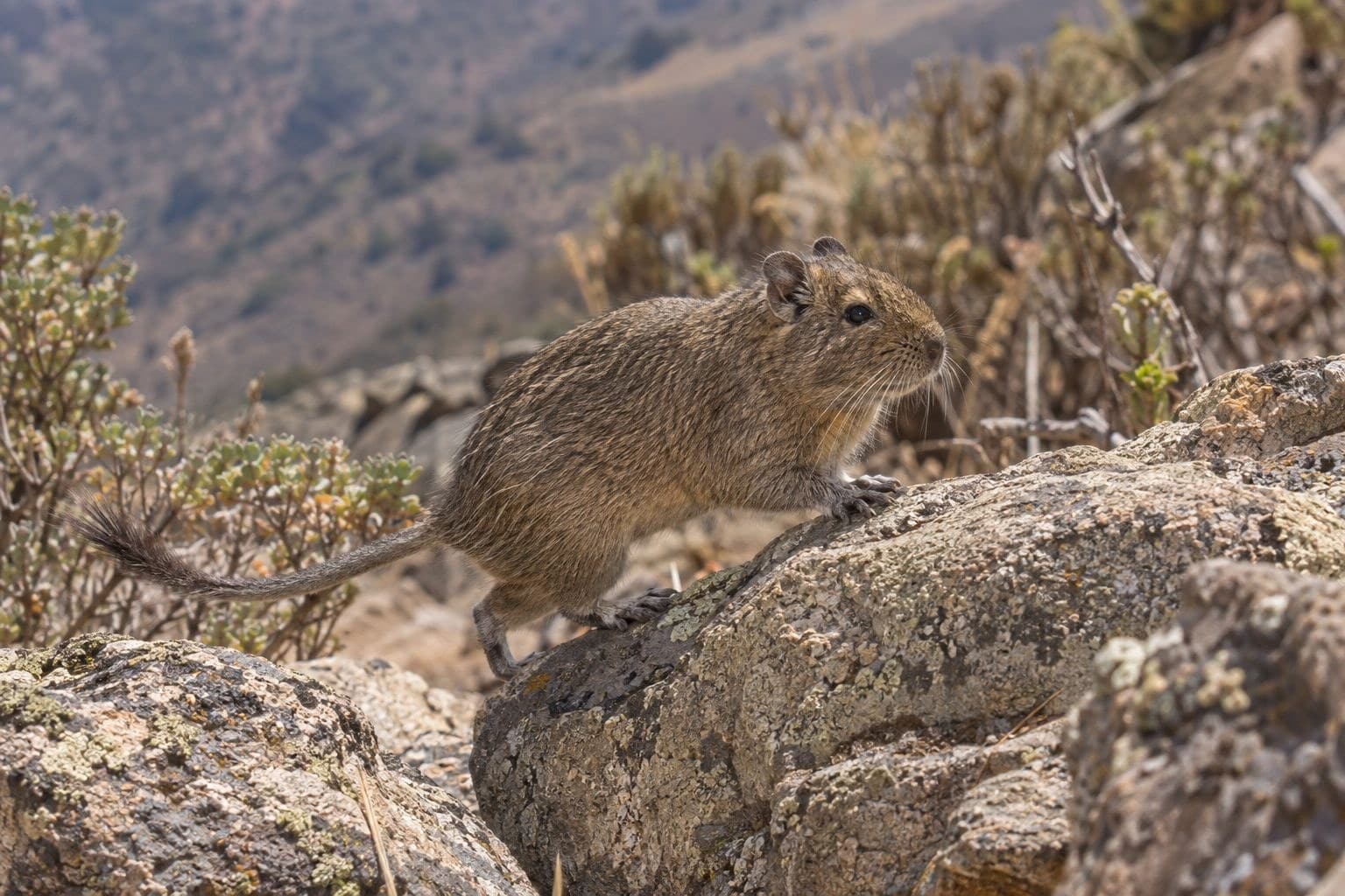 Octodon jouant dans son environnement naturel, montrant son caractère actif et social
