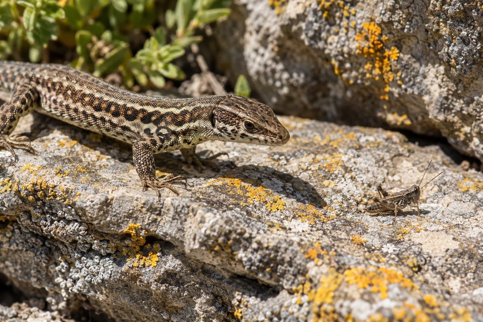 Lézard des murailles chassant un insecte
