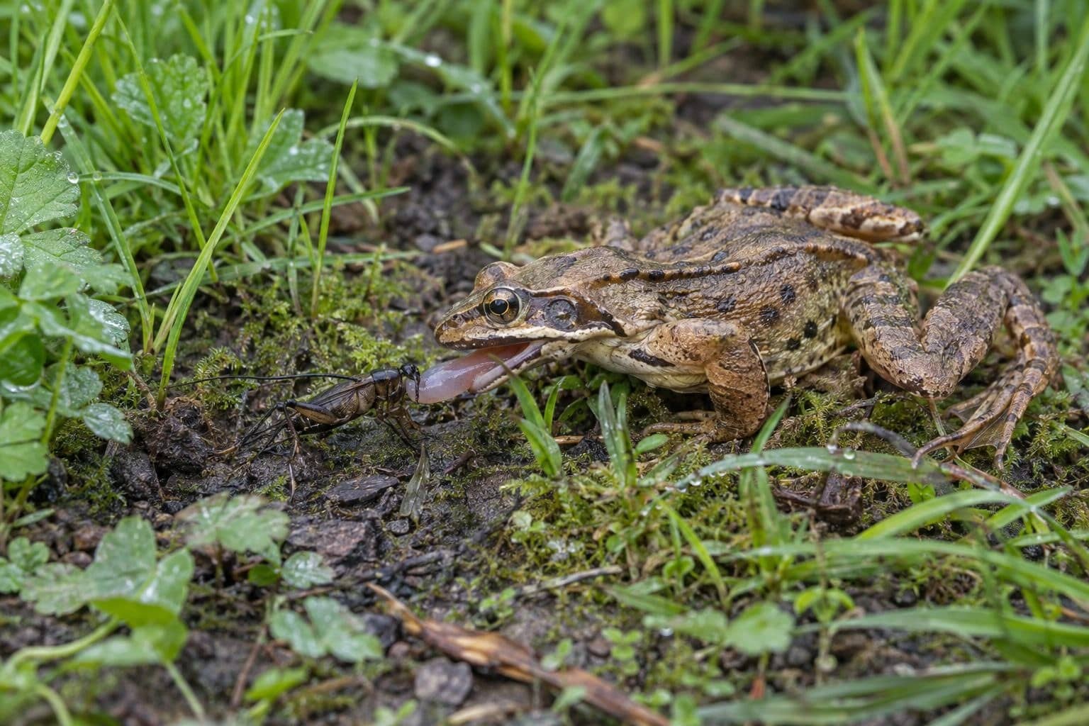 Grenouille rousse se nourrissant d'insectes au sol
