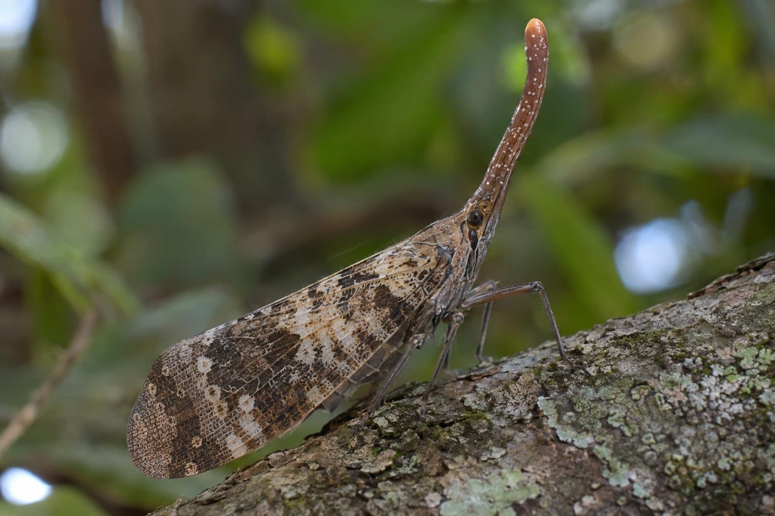 Laternaria candelaria posée sur une branche